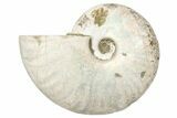 Silver, Iridescent Ammonite Fossil - Madagascar #191912-1